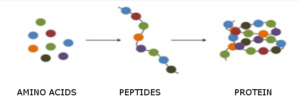 Those Amazing Peptides – Are they the missing component to improve your Health?
